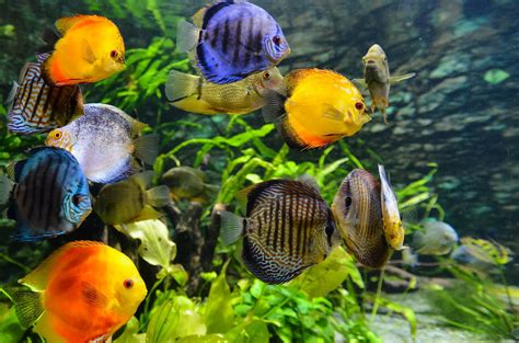 best aquarium for beginners